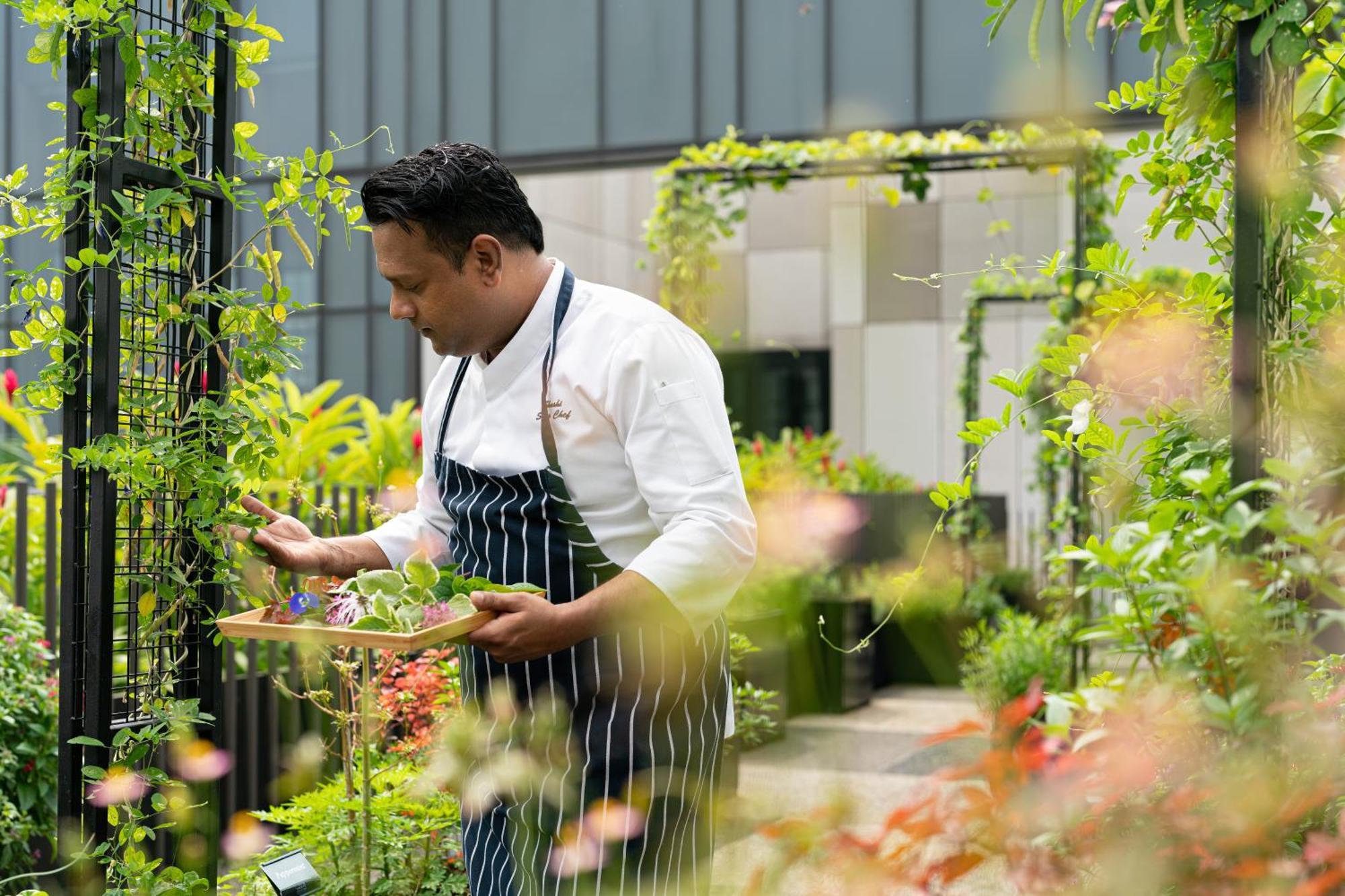 فندق Parkroyal Collection Pickering, سنغافورة المظهر الخارجي الصورة The photo shows a chef in a white jacket and striped apron tending to a garden. He is holding a wooden tray with various plants or herbs, inspecting them carefully. The setting appears lush and vibrant, filled with greenery and colorful flowers, sugg